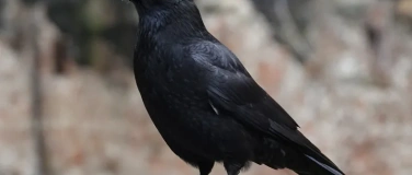 Event-Image for 'Vogelkundlicher Rundgang auf dem S&uuml;dfriedhof'