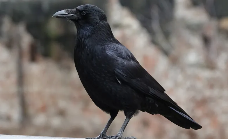 Vogelkundlicher Rundgang auf dem Südfriedhof