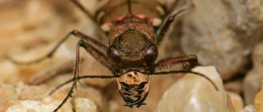 Event-Image for 'Insects and stories:  Streifzug durch Schweizer Insektenwelt'