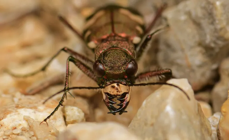 Insects and stories:  Streifzug durch Schweizer Insektenwelt, Visites & Conférences / Conférence, Kirchgemeindehaus Münchenbuchsee