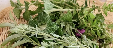 Event-Image for 'Workshop: Heilmittel f&uuml;r Atemwegserkrankungen'
