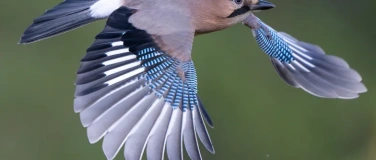 Event-Image for 'Vortrag: Federn machen V&ouml;gel'