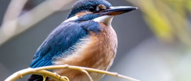 Event-Image for 'Grundkurs V&ouml;gel 2027'