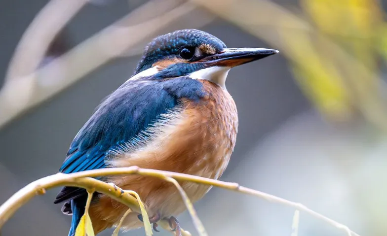 Grundkurs Vögel 2027, Loisirs & Excursions / Découverte de la nature et des animaux, Berufs- und Weiterbildungszentrum BWZ