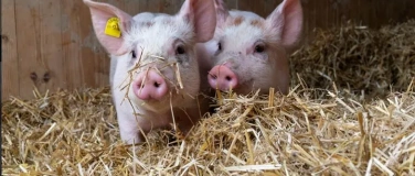 Event-Image for 'Vondue with Pigs'
