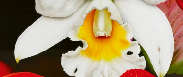 Event-Image for 'En Fleur'