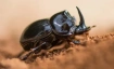 Schulvorstellung - Fabelhafte Insekten &ndash; K&auml;fer