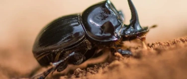 Event-Image for 'Schulvorstellung - Fabelhafte Insekten &ndash; K&auml;fer'