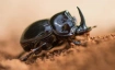 Schulvorstellung - Fabelhafte Insekten &ndash; K&auml;fer