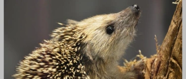 Event-Image for 'Familiennachmittag &laquo;Igel&raquo;'