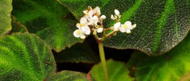 Event-Image for 'Faszinierende Bl&auml;tter und Bl&uuml;ten &ndash; die Begonien'