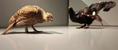 Event-Image for 'Feierabendh&auml;ppchen - Von H&uuml;hnerv&ouml;geln und Menschengegacker..'