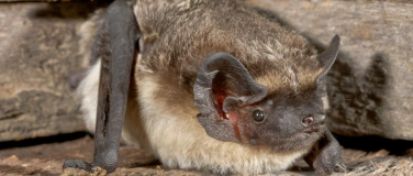 Event-Image for 'Fledermaus-Vortrag - Heimliche K&ouml;niginnen der Nacht'