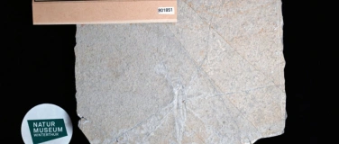 Event-Image for 'Fossile Krabbler: Eine Erfolgsgeschichte der Evolution'