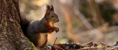 Event-Image for 'Fotokurs / Fotoworkshop "Tiere im im Bergwald" (Fotografie)'
