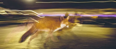 Event-Image for 'Vernissage &laquo;Der Fuchs &ndash; Meister der Anpassung&raquo;'