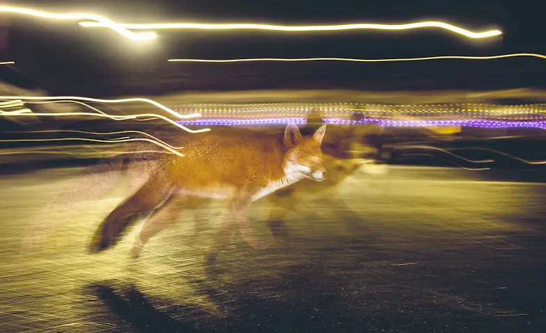 Sonderausstellung «Der Fuchs – Meister der Anpassung»