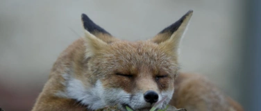 Event-Image for 'F&uuml;hrung durch die Sonderausstellung Der Fuchs &ndash; Meister der'