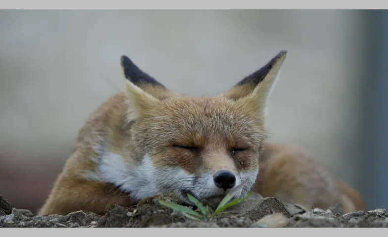 Führung durch die Sonderausstellung Der Fuchs – Meister der, Divers, Naturmuseum St.Gallen
