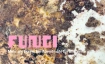 fungi