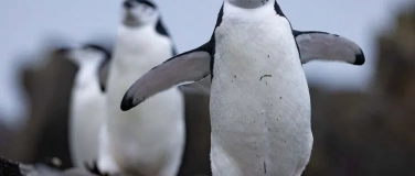 Event-Image for 'Schulvorstellung - Die geheimnisvolle Welt der Pinguine'