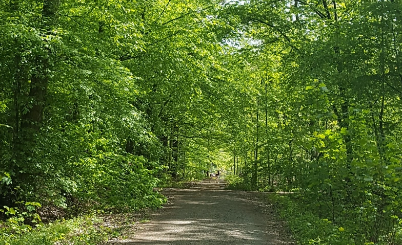 Outdoor-Workshop: Entdecke 7 Wege der Gehmeditation