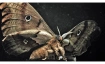 Insekten - Helden im Verborgenen