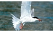 Birdwatching - Unterwegs mit BirdLife Z&uuml;rich
