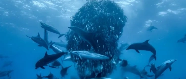 Event-Image for 'Ocean with David Attenborough'