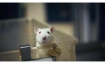 Future Science - Das Ende der Tierversuche?