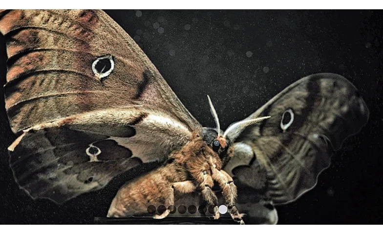 Insekten - Helden im Verborgenen, Cinéma / Cinéma, Karl der Grosse