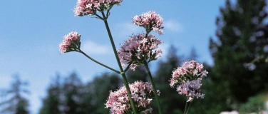 Event-Image for 'Heilende Kr&auml;uter - Erk&auml;ltungen'