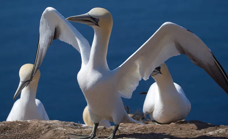 Helgoland- Eine ornithologische Schatzinsel