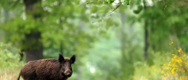 Event-Image for 'Herbstgefl&uuml;ster  Wild & Wald'