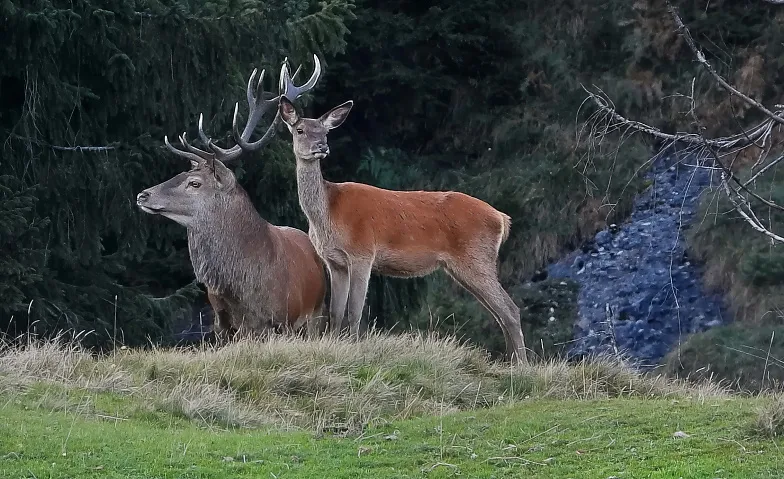 Führung durch die Sonderausstellung «Wild.Wald.Wir.», Führungen & Vorträge / Führung, Appenzeller Brauchtumsmuseum Urnäsch