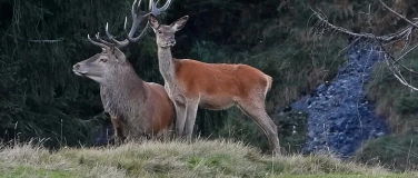 Event-Image for 'F&uuml;hrung durch die Sonderausstellung &laquo;Wild.Wald.Wir.&raquo;'