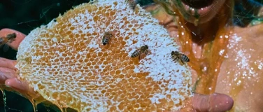 Event-Image for 'Honey Suckle Dreams - Ecosexual Butoh & Sound Performance'