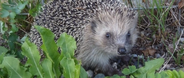 Event-Image for 'Igel - Sympathische Mitglieder der Nachbarschaft'