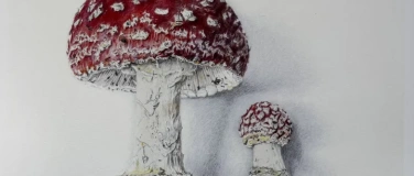 Event-Image for 'Ein Abend rund um den Pilz - mit Gerd Kleine-Bley'