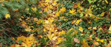 Event-Image for 'Wald-Auszeit im goldenen Herbst'