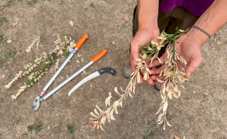 Praktische Gartentipps: Antworten auf den heissen Sommer