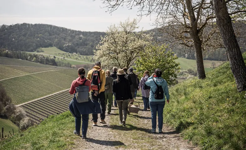 Weinwandeln - Weinerlebnis durch die Casteller Weinberge Tickets
