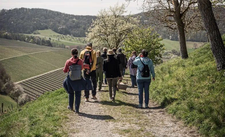 Event-Image for 'Weinwandeln - Weinerlebnis durch die Casteller Weinberge'