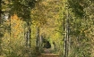 Waldbaden & Breathwork