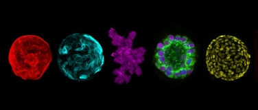 Event-Image for 'Berlin Organoid Symposium 2026'