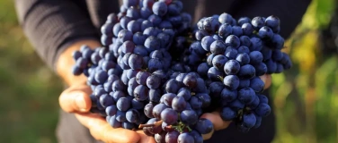 Event-Image for 'Grape to know "red" - die wichtigsten roten Rebsorten'