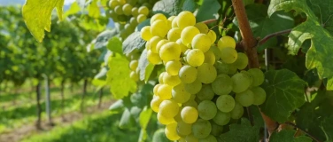 Event-Image for 'Grape to know "white" - die wichtigsten wei&szlig;en Rebsorten'
