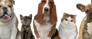 Event-Image for 'Darmgesundheit der Tiere'