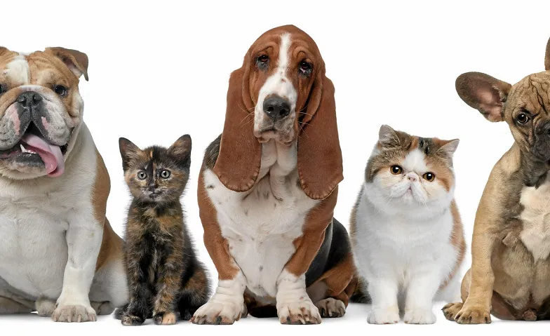 Darmgesundheit der Tiere