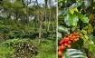 What Could a Sustainable Coffee Value Chain Look Like?
